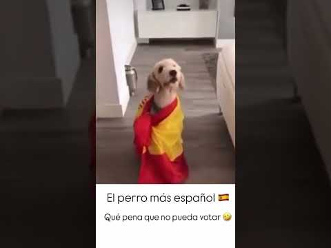 #dog #perros #viralshort #shorts #short #shortvideo #español #españa #trend #animals #animales