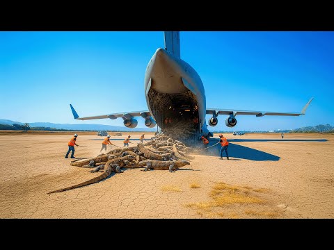 U.S. Released Thousands of Komodo Dragons in Florida - What Happened Next Will Blow Your MIND!