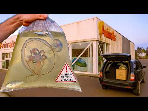 J'ACHETE DES VRAIES MEDUSES VIVANTES...( légal ? )