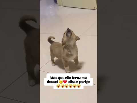 Assustador, ๐๐ฅฐ #shortsfunny #dog #funny #cute #amor #pets ๐ฅฐ #shorts