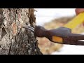 Tapping Sugar Maple Trees