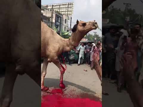 Rasi Kaa Bgair Ont Zibah Kia | Camel run after Qurbani | Camel Qurbani 2023 | Camel Slaughter | #yt