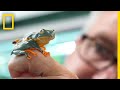 Exploration of Tree Frogs and Museum Collections