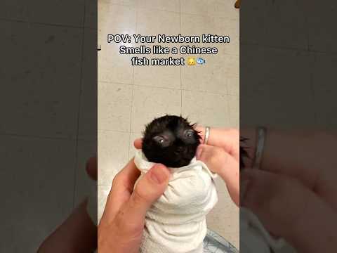 before her bath sheโs smelt like straight up bung bung๐ฑ๐ฉ๐#pov #cat #newbornkittens #catbath