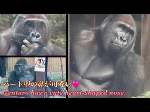 ハート型の鼻が可愛いゴリラのゲンタロウも、父親のように美しく立派な胸筋になってきた！⭐️Gorilla【京都市動物園】Gentaro has a cute heart-shaped nose！
