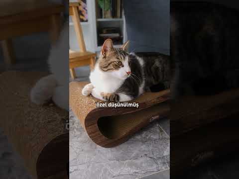 Kedi Tırmalama Kanepesi Önerisi