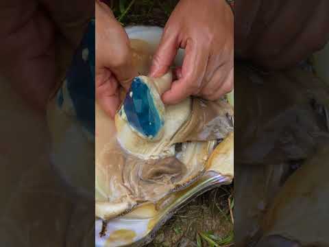 The enchanting pearl gemstones of pearl clams