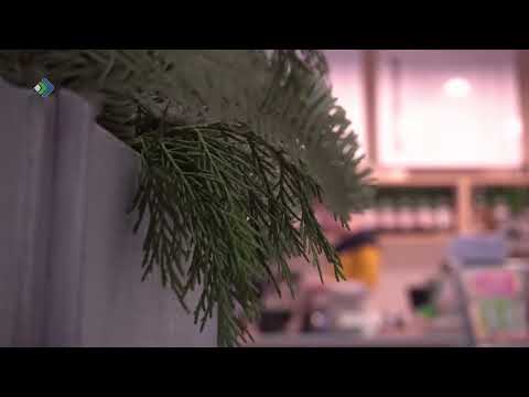 Сыктывкар присоединился к экоакции по сбору новогодних ёлок