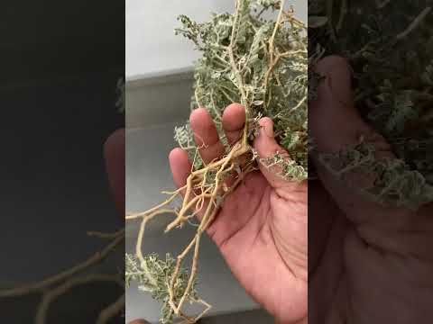 Gokhru plant jadi buti off grid life India #life