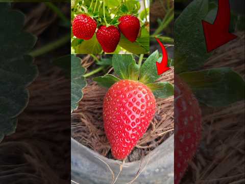 āĻāĻžāĻā§āϰ Strawberry āĻĒāĻžāĻāĻž āĻĻā§āĻā§ āύāĻžāĻ āĻļā§āϰ⧠āĻāϰ⧠āĻĻāĻŋāϞāĻžāĻŽ đ #minivlog #trending #shorts