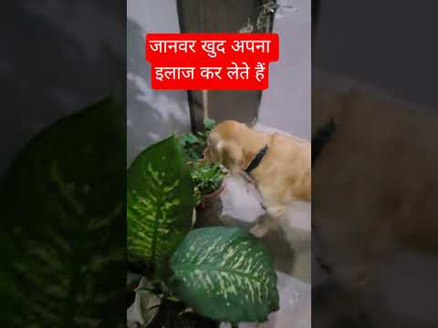 इलाज पक्का है