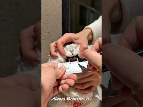Measuring the suspect’s bite marks #cat#cute#kitten