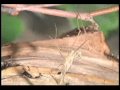 Incomplete Metamorphosis of Praying Mantises