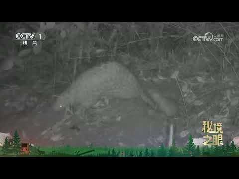《秘境之眼》 中华穿山甲 20250627 |  CCTV