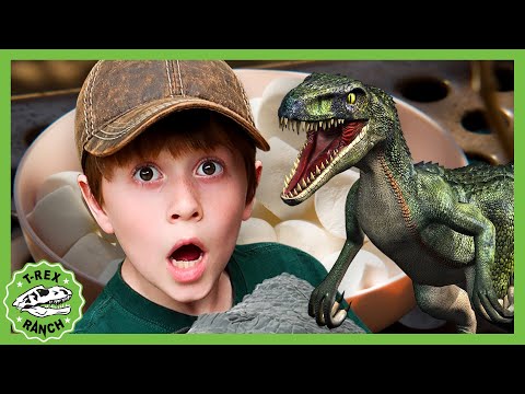 Top Secret Dino Mission | 🦖🦕 T-Rex Ranch Dinosaur Videos