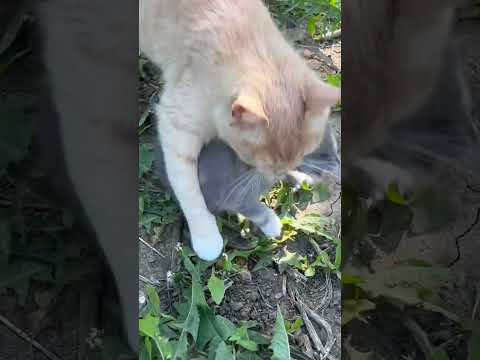 На тот момент я не знала , что она успела притащить домой одного. #cat #кошки #animals