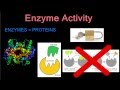 Enzyme Activity and Function Assessment