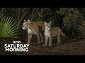 Florida Panther Conservation and Challenges