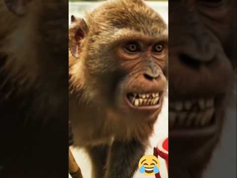 Robot bwchwlwi mang bwswk chasinani 2 #reelsvideo # funnyvideos #funny #shortstory #poorcat