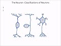Exploring the Nervous System and Neurons