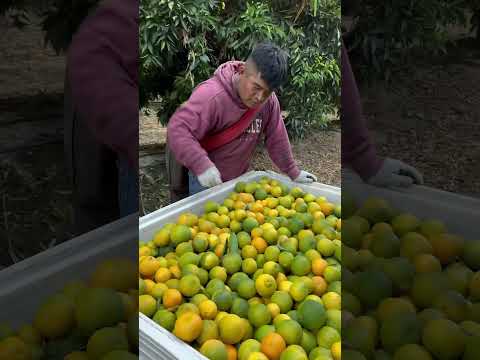 Este carnalito  hizo 6 cajas y cada caja la están pagando a 60 dólares #usa #carlosvasquez