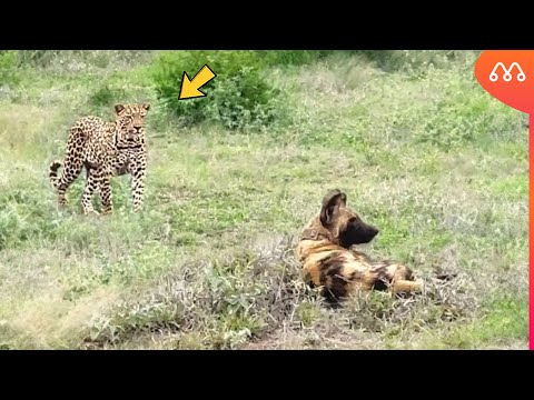O LEOPARDO LEVOU A PIOR QUANDO ATACOU OS CÃES SELVAGENS