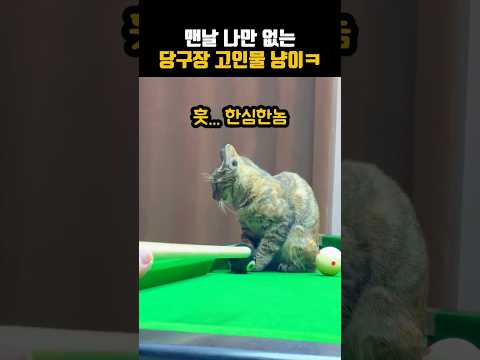 맨날 나만 없는 당구장 고인물 냥이 ㅋㅋ