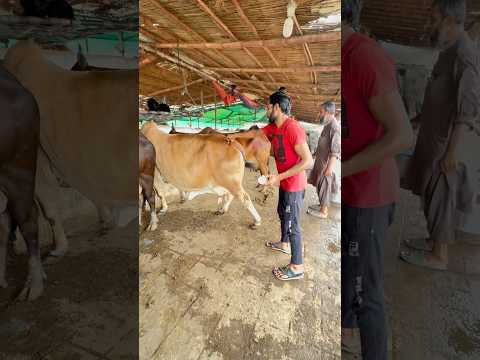 Cow Injection 😢 #cow #baffalo #cowvideos #cowshorts #dairyfarm #cattlefarm #cows #foryou