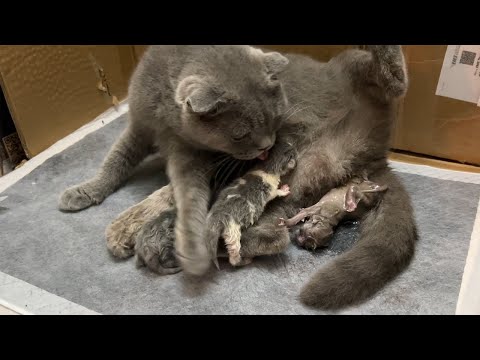 Mother cat gave birth to a kitten - part 2 || Meow Kittens