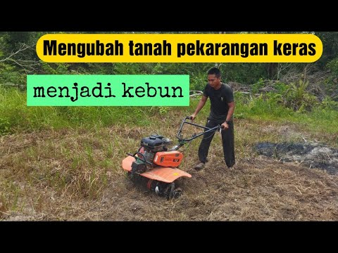 Persiapan Tanam cabe di pekarangan baru (Tahap 1) Penyiapan lahan dan persemaian bibit