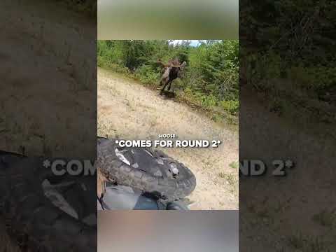 Angry Moose Attacks Biker