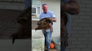 Snapping Turtle! Swamp People! Loggerhead!!! #turtle #snappingturtle #loggerhead