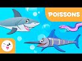 Caractéristiques et Comportement des Poissons