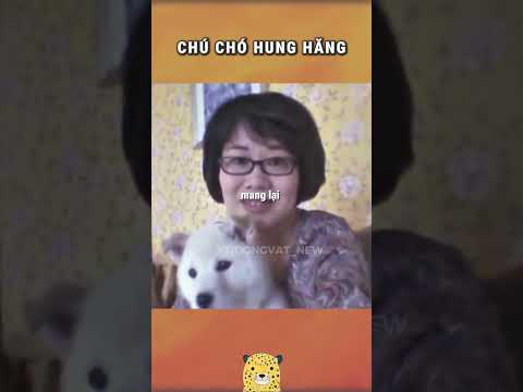 Chú chó hung hãn