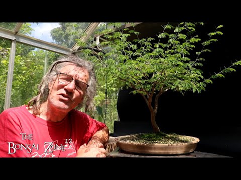 Pruning My Brazilian Rain Tree, The Bonsai Zone, July 2025