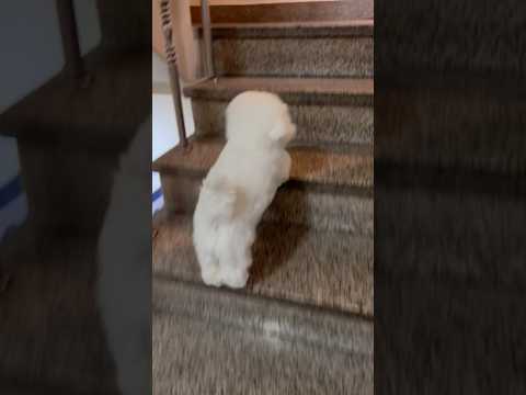 유치원뛰어가는 댕댕이 2탄