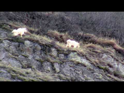 Alaskan Mountain Goats. 2 Billy's browsing the cliffside.