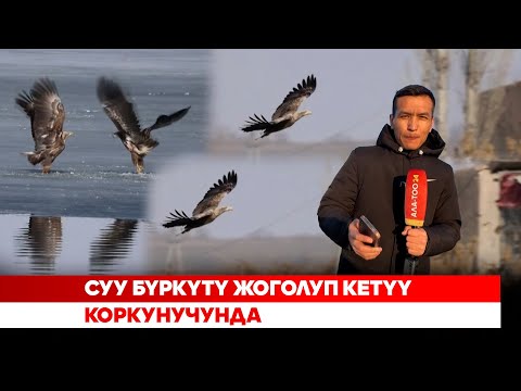 Суу бүркүтү жоголуп кетүү коркунучунда