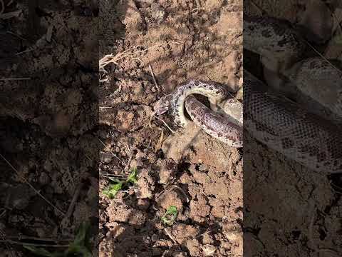 தோண்டிய தம்பி! கக்கிய பாம்பு! #snake