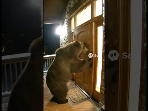 Bear destroys house door,#animals #dengerous #lol #scary #horror