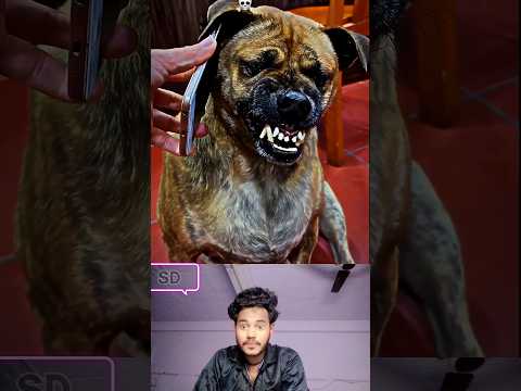 जब भिड़े कुत्ता और बंदर #edit#trollface#trollfaceedit#meme