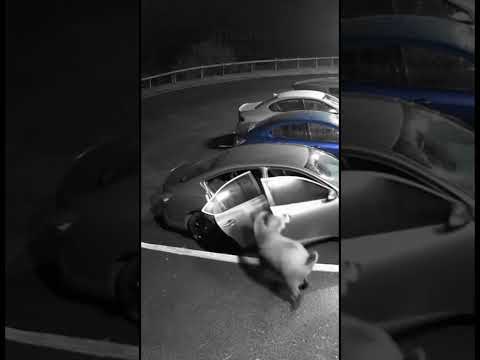 CCTV ROOF CAM: Boar Bashes Car, Escapes Wildly! (Night Footage)