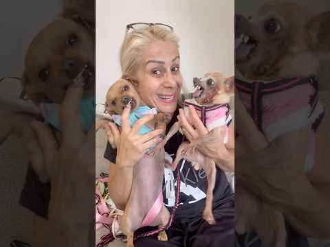 LEVANDO JUJU, PITUCA E TETÊ PRA PASSEAR #pets #cachorros #humor