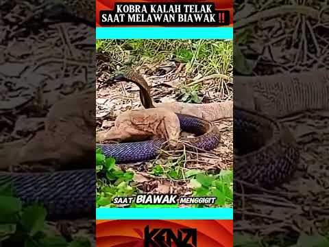 Beginilah Saat Biawak Melawan Kobra‼️‼️😱 #shorts #trending #subscribe