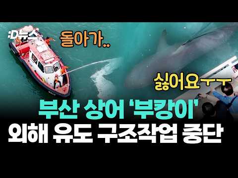 부산 상어 '부캉이', 외해 유도 구조작업 중단 / D뉴스