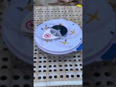 ▶️ Automatic Electric Insect Flycatcher — Best Indoor Bug Trap & Fly Catcher 2026 ( # 3137 )