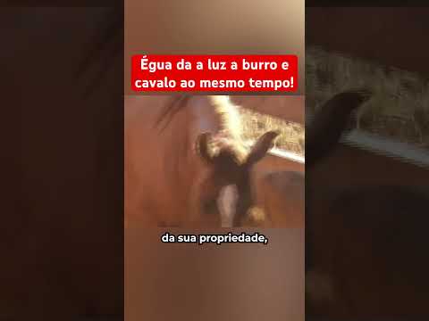 ÉGUA DA A LUZ A BURRO E CAVALO AO MESMO TEMPO