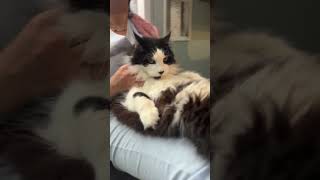Experiencia en Hoteles de Gatos Mishmosos