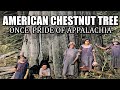 American Chestnut Tree Facts