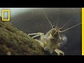 Ecosystem Dynamics and Shrimp's Role